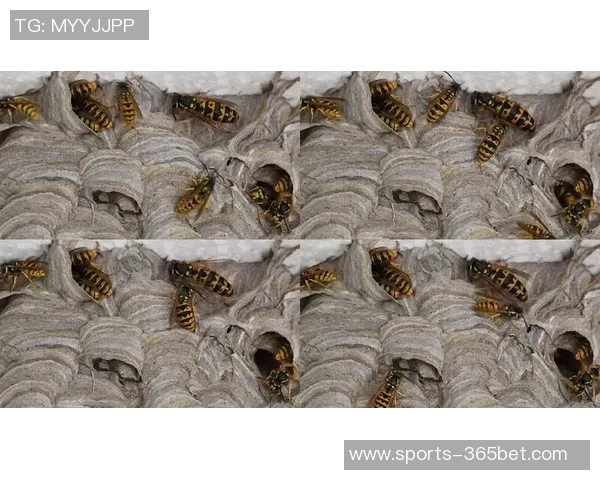 群蜂振翅崛起2026年黄蜂队逆袭背后的秘密与奇迹解析 群蜂振翅崛起2026年黄蜂队逆袭背后的秘密与奇迹解析